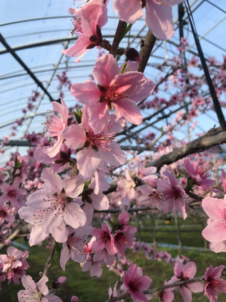 桃の花のトンネル 南島原市深江町 福島農園
